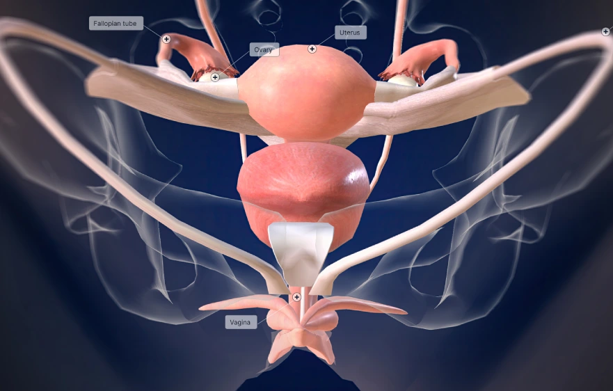 overview-hysterectomy (1).webp